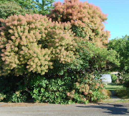 Perückenbaum im Park