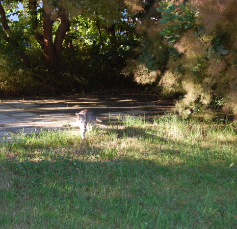 Katze im Park