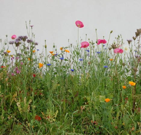 Bienenweide
