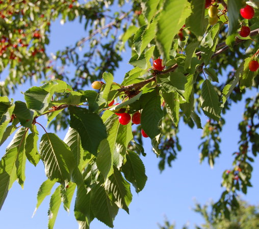 kirschen