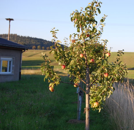 Herbst